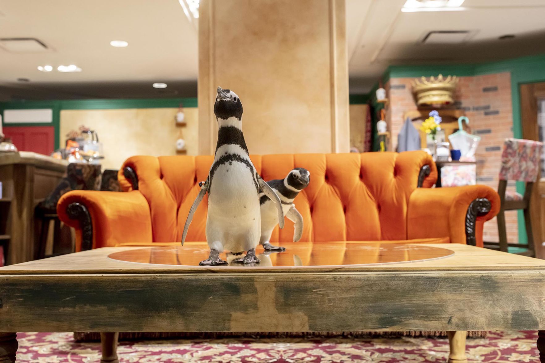 Penguin 'Friends'